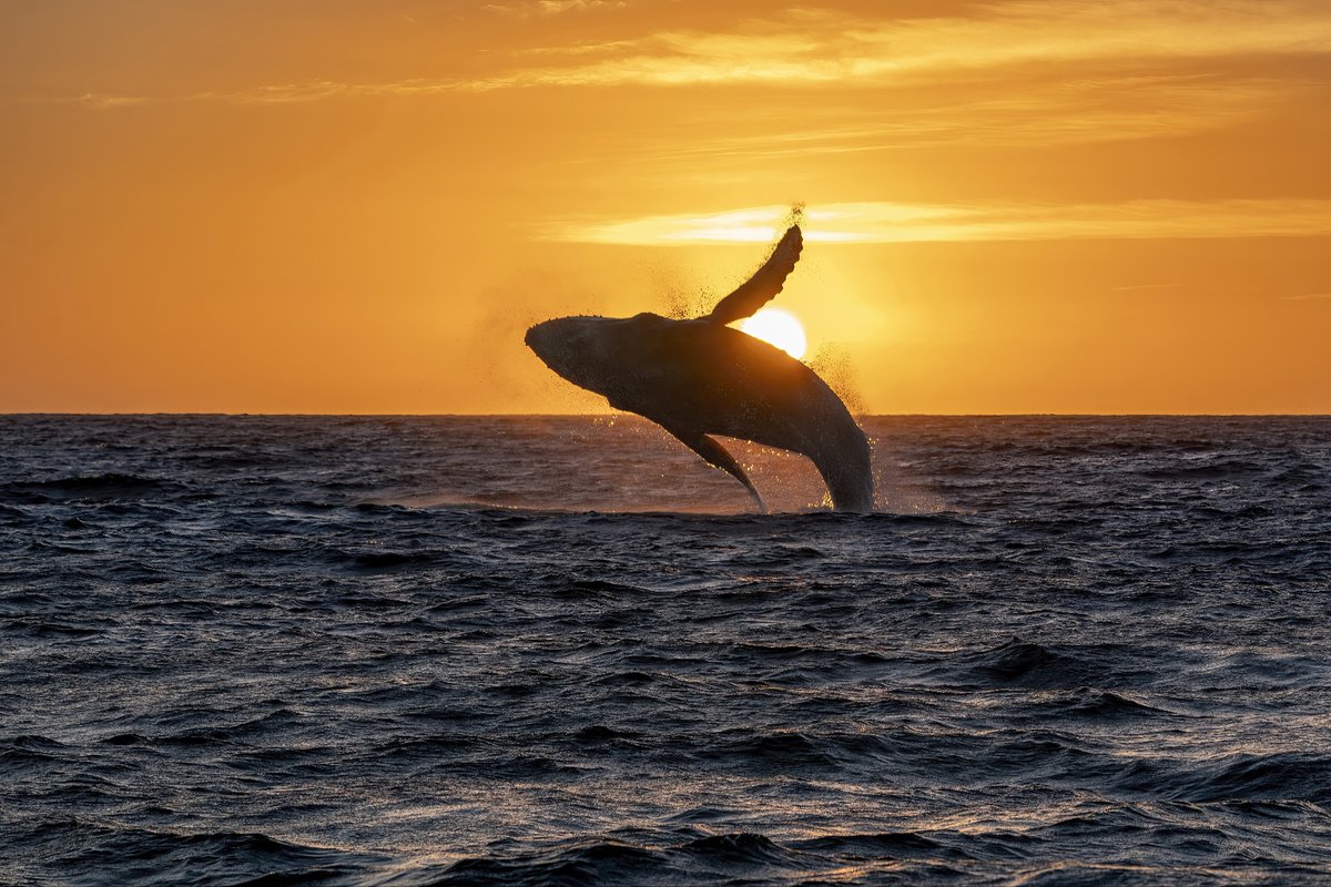 La Balena d'Oro